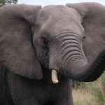 Can we talk about the elephant in the room?